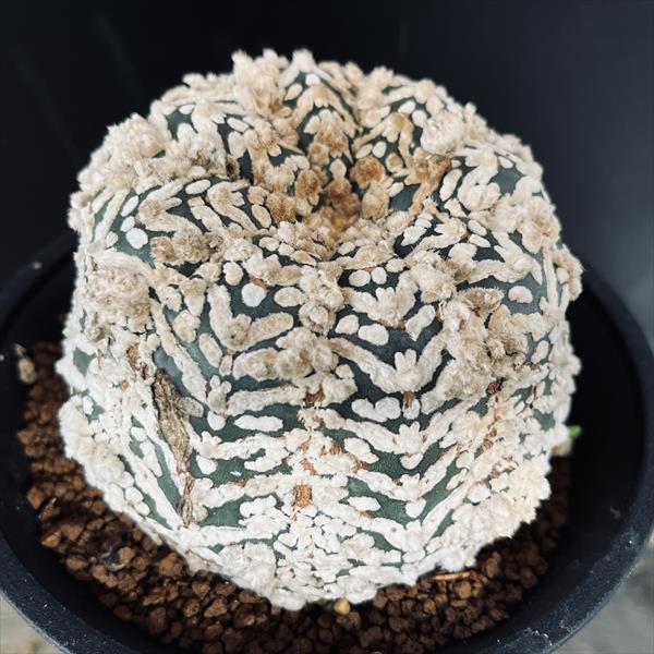 Rakuten - サボテン：アストロフィツム　兜丸　ツギ*幅9.5cm　現品！一品限り