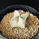 多肉植物:ホワイトスロアネア クラサ*幅4cm 現品!一品限り