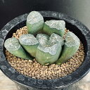 多肉植物:ハオルチア 金子氏 巨大稲妻万象*幅8cm 現品!一品限り