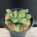多肉植物:ハオルチア 美穂*幅5.5cm 少し斑入り
