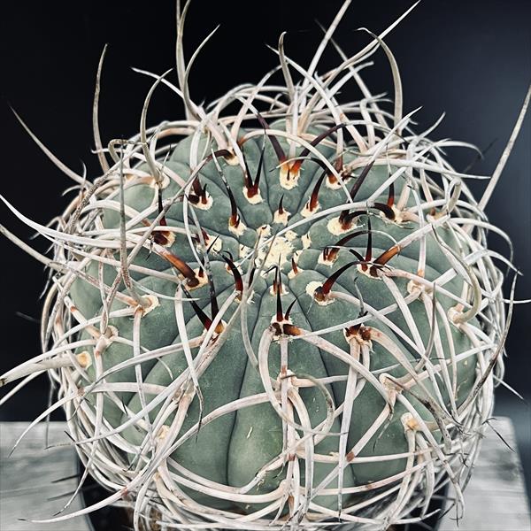 サボテン：ギムノカリキウム　光琳玉　自根*幅14cm　現品！一品限り 2