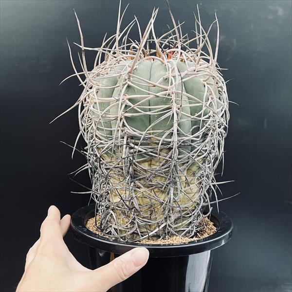 サボテン：ギムノカリキウム　光琳玉　自根*幅14cm　現品！一品限り 3