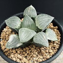多肉植物:ハオルチア コンプト×ピクタ CP-3*幅5.5cm