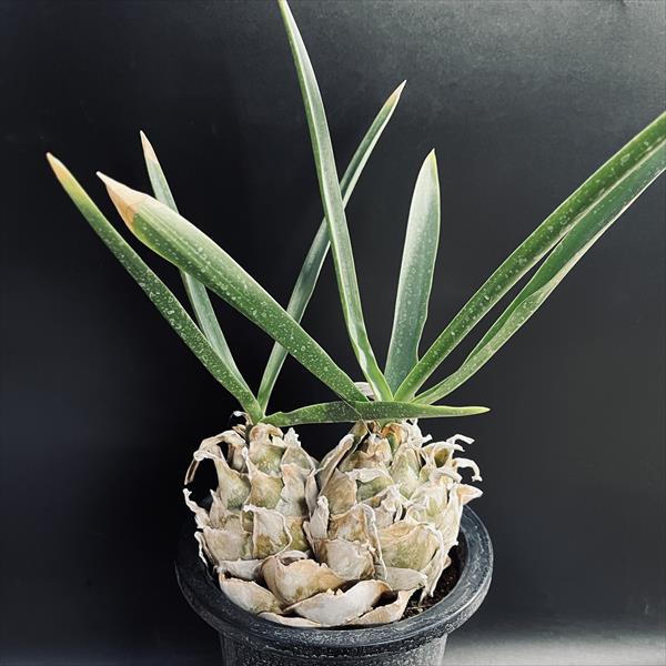 商品説明 ユニークな塊根を持つ、ウルギネア　エピゲア。ダブルヘッドで見ごたえあります。 科目：ユリ科　カイソウ属　原産：南アフリカ撮影：2024年11月3日 ＊写真の現品をお届けします。 ※球根植物です。時期によっては葉の大きさが変化したり、葉がなく（地上部分が枯れて）球根だけのお届けの場合もございます。ご了承ください。 サイズ 塊根幅：約15cm　葉幅：約30cm　 樹高：約33cm　 鉢径：18cm 育て方について ・置き場所できるだけ日光のあたり風通しの良い場所に置いて育てましょう。暑さ寒さに強いですが、冬場は霜が当たらない、温かいところで保護してあげてください。 ・水やり春から秋は鉢土が乾いたら水をあげます。冬場は5℃以上の日を選んで月1〜2回与えましょう。0℃以下では休眠状態になるので断水します。 ・肥料肥料：初夏の生育期には緩効性肥料を2ヶ月に1回与えます。 ☆育て方説明書をご希望の方は、備考欄にお書きください。ご購入後、お手入れ方法を知りたい方は、メール・電話等でお問い合わせ下さい。 購入後の植替について当園のサボテン・多肉植物は、おおむねハウス栽培されています。お買い上げ後すぐにお好みの鉢に植え替えしたいご希望はよくわかるのですが、サボテンも多肉植物も、配送時と環境の変化でストレスを受けますので、お届け後すぐの植え替えは更なるストレスとなるため、行わないほうがよいです。半年〜1年は、お届けしたままの鉢のまま管理いただき、ご自宅の環境に慣らしていただくことをおすすめします。 配送 【配送業者】 ヤマト運輸【配送サービス名】宅急便