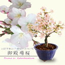 ミニ盆栽:御殿場桜(国産輪花藍色鉢)*【2025年春開花終了】【葉姿でお届け】【あす楽対応】【さくら盆栽】bonsai