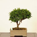 盆栽:津山桧(ひのき) 現品* ヒノキ hinoki bonsai 中品盆栽