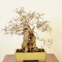 盆栽 特選:瑠璃瓢箪(るりびょうたん) 現品*ルリビョウタン ruribyoutan bonsai 中品盆栽