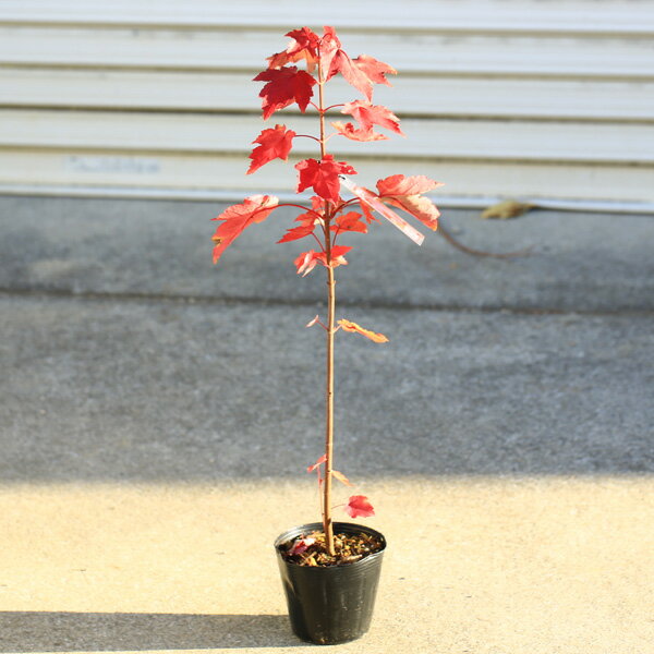 ���ڡ����ڡ�����ꥫ�ϥʥΥ��ʥ٥˥����ǡ˥�åɥ��󥻥å�*�����ա��������ȥ�����