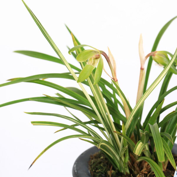 古典園芸植物：日本春蘭　「大雪嶺」(だいせつれい)*にほんしゅんらん