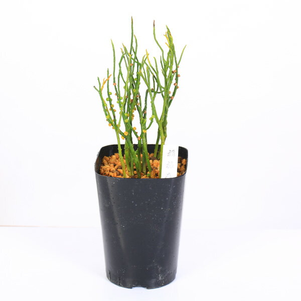 楽天市場】福禄寿(花・観葉植物|花・ガーデン・DIY)の通販 楽天市場】福禄寿(花・観葉植物|花・ガーデン・DIY)の通販