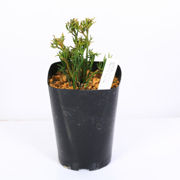 古典園芸植物：松葉蘭（マツバラン）「羅紗麒麟」*まつばらん