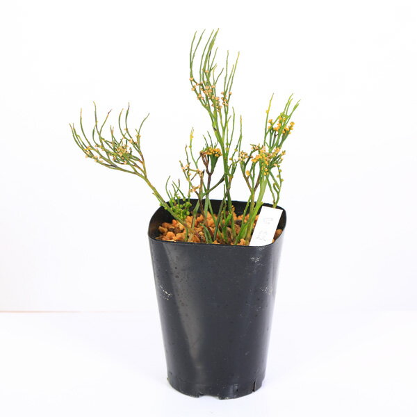 古典園芸植物：松葉蘭（マツバラン）「四段替」*まつばらん