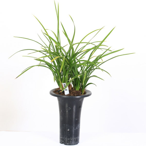 古典園芸植物：日本春蘭　「赤城の山」（あかぎのやま）*ニホンシュンラン