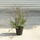 庭木・植木:ロニセラ パープルストーム(ガーデンクラウドシリーズ) 佐川急便発送