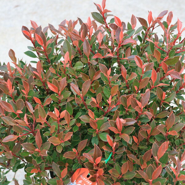 庭木　植木：矮性ベニカナメモチ（チコ）リトルレッドロビン5号　*紅カナメ