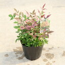 庭木・植木・珍品種:矮性南天(レッドライト)*ドワーフ南天