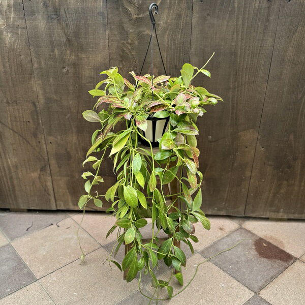 おしゃれ　観葉植物：ホヤ オブスクラ*吊り鉢　5号のサムネイル