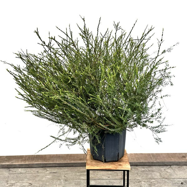 Rakuten - おしゃれ 観葉植物 苗 花苗 鉢花：メラレウカ コットンキャンディ*8号