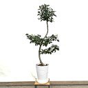 おしゃれ 観葉植物:フランスゴムの木*鉢植え (プラ受皿付) 大型ヤマト便配送