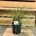 観葉植物 苗 グランドカバー グラス:カレックス ブロンズフォーム*