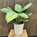 おしゃれ 観葉植物:ホマロメナ ワリシーカモフラージュ*5号プラポット Homalonema