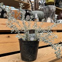 ガーデン 観葉植物:オレナリア リトルスモーキー*5号