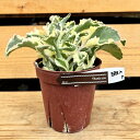 おしゃれ 観葉植物:カランコエ 斑入り ラキニアータニシキ*4号プラポット フイリカランコエ