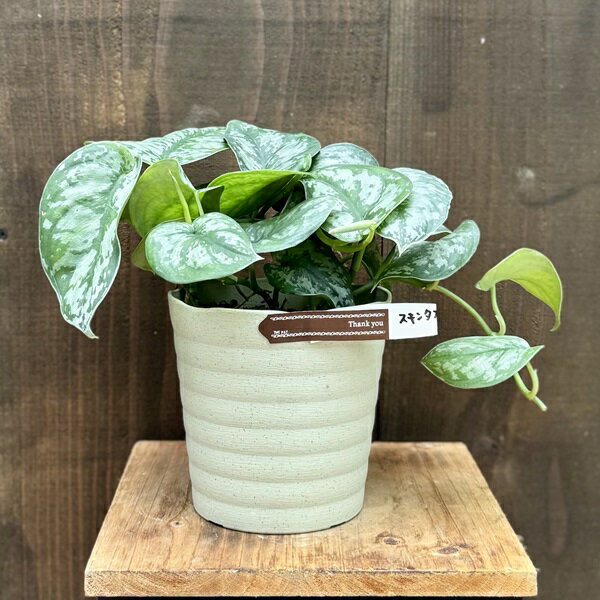 楽天市場】スキンダプサス(サイズ(植木鉢)4 ~ 6号)の通販 楽天市場】スキンダプサス(サイズ(植木鉢)4 ~ 6号)の通販