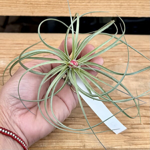 おしゃれ観葉植物エアープランツ：チ...