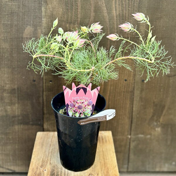 ジョーイセルリア プリティピンク おしゃれ 観葉植物 花苗：プリティピンク*5号 ネイティブプランツ