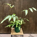 観葉植物:プテリス*品種選べます 5号 ロウェリー アルボリネアータ アルギレア フォーレイ エバーゲミエンシス