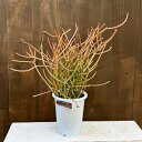 観葉植物:ミルクブッシュ*プラポット 4号 ミドリサンゴ