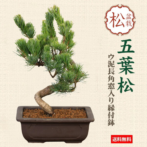 楽天市場】盆栽 松(種類(植物)ゴヨウマツ(五葉松))の通販 楽天市場】盆栽 松(種類(植物)ゴヨウマツ(五葉松))の通販