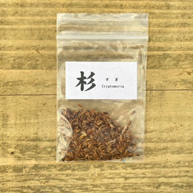 遊恵盆栽：種子　杉*（すぎ/スギ）