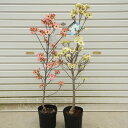 お花は終了しました。 庭木:花水木(ハナミズキ)5号ポット* 選べる2種セット アメリカハナミズキ はなみずき