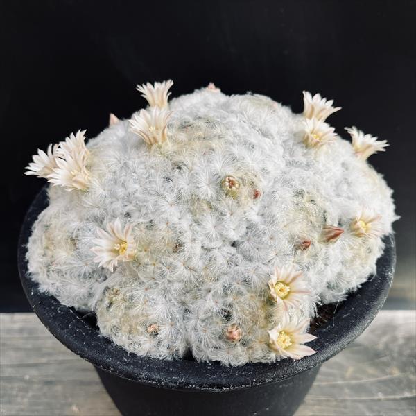 サボテン：マミラリア 白星*幅13cm　現品　一品限り