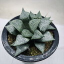 多肉植物:ハオルチア CPレンズコンプト×裏般若*幅12cm 現品!一品限り