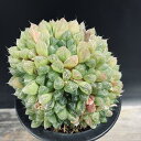 多肉植物:ハオルチア オブツーサ交配種 マリン*幅11cm 現品!一品限り
