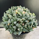 多肉植物:ハオルチア パルバ群生*幅13cm 現品!一品限り