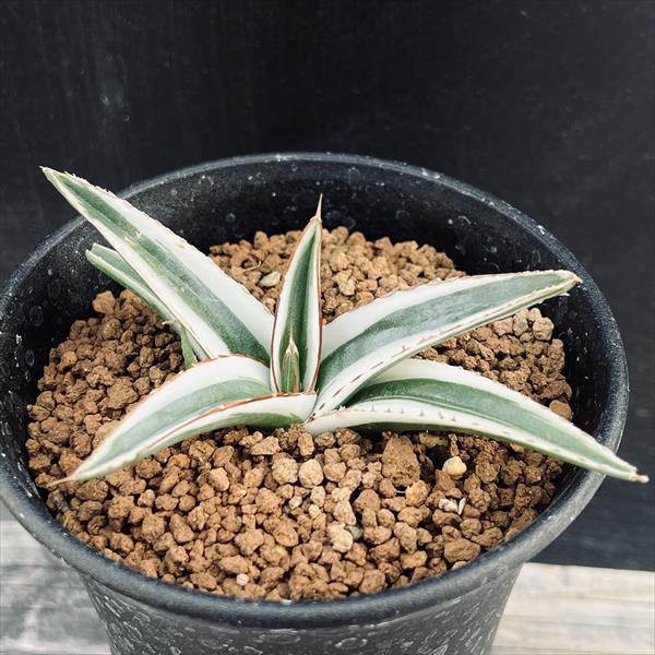 アガベ、生活雑貨 家庭用品 ガーデニング