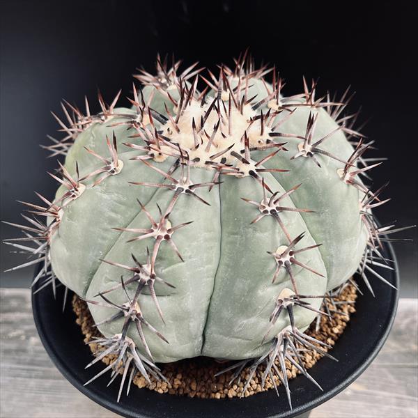 翠平丸（接ぎ木) ｜エキノカクタス エキノカクタス 白棘翠平丸 接ぎおろし Echinocactus horizonthaloni