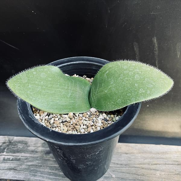 球根植物：ハエマンサス　ネルソニー*葉幅16cm　現品！一品限り