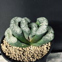 多肉植物:ハオルチア 玉扇 写楽*幅7.5cm 現品!一品限り ※葉に傷あり