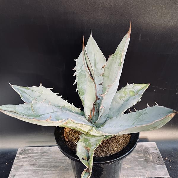 観葉植物  ベネズエラ アテナータ サボテンなど 置くだけで空間がすっと整う。無機質な鉢に「緑が静かに息づく」、都会