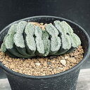 多肉植物:ハオルチア 玉扇*幅7.5cm 現品!一品限り