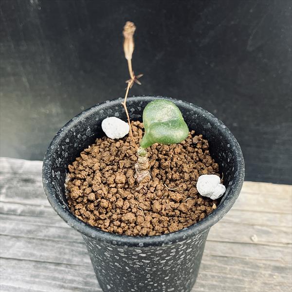 コーデックス：チレコドンオペリー*...