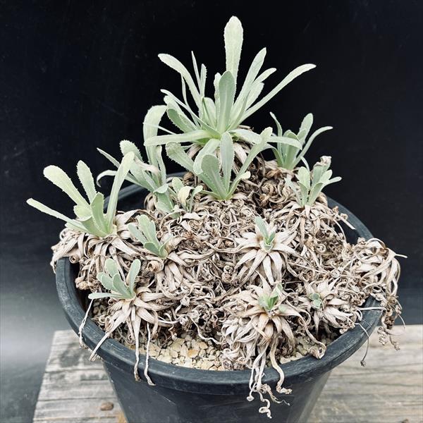 Other Succulents - コーデックス：オトンナ　レトロルサ*葉幅15cm　現品！一品限り