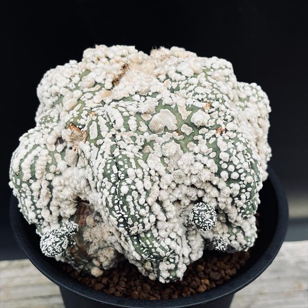 サボテン：アストロフィツム 花園兜丸 ツギ*幅12cm 現品！一品限り