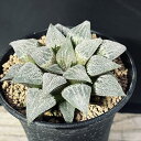 多肉植物:ハオルチア ピッコロ*幅8.5cm 現品!一品限り
