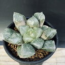 多肉植物:ハオルチア 大紫オブツーサ*幅7cm